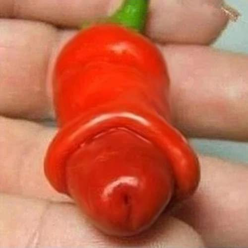 Haloppe 30 Piezas de Semillas de Vegetales de Chile para Plantar en el jardín del hogar, Semillas de Chile de pene de Pimienta pornográfica decoración de jardín de Plantas de Vegetales Especiales