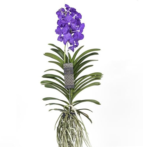 Plant in a Box - Vanda Magic XXL - Blu reale - Altezza 90 cm