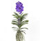 Plant in a Box - Vanda Magic XXL - Blu reale - Altezza 90 cm