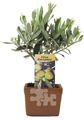 Olivenbaum im Tontopf 20 cm - Robuste Olive in bester Qualität, ideal für Terrasse, Balkon & Garten – Nachhaltig im Terrakotta-Topf