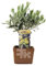 Olivenbaum im Tontopf 20 cm - Robuste Olive in bester Qualität, ideal für Terrasse, Balkon & Garten – Nachhaltig im Terrakotta-Topf