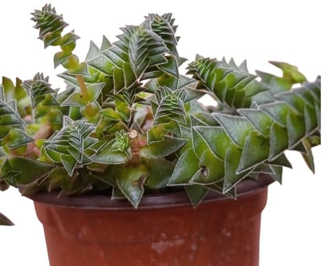 pianta vera Crassula Capitella thyrsiflora pianta grassa giardino roccioso