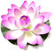 Künstliche Lotussimulation Wasser Lilie Blumenteich Dekoration Lotus Realistisch für Teich Pool Wasserdekoration Purpur, Wohnkultur