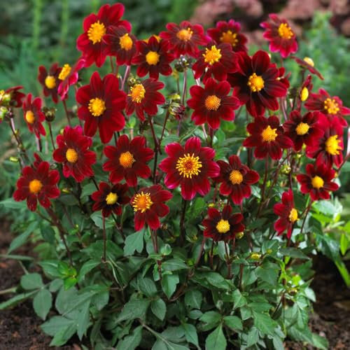 1 x Dahlia Mignon Purple – Deep Purple Coloured Blooms - Summer Flowering Bulb – Perfect in Pots - Perennials - for Your Beautiful Garden