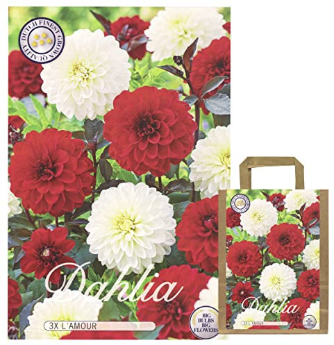 Juego de flores de verano, dalias, bulbos de flores, mezcla de dalias, multicolor, selección en mezcla para verano, flores perennes (3 dalias L 'Amour)