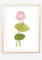 Din A4 Kunstdruck ohne Rahmen - Lotus - Seerose Rose Pink Blume Natur Bild Poster Retro Vintage