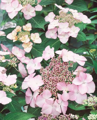 Hydrangea macrophylla 'Blaumeise rosa' 30-40 cm - Hortensie, rosa Blüten, Blütezeit Juni-September, ideal für Kübel und Rabatten, pflegeleicht und winterhart