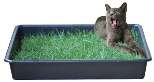 Gazon Naturel PetGround pour Chats, Alternative Naturelle et écologique à Bacs à litière pour Chats, bac étanche, Réutilisable et sans Odeur