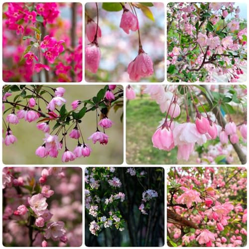 350 pcs begonien winterhart samen pflanzensamen blumendeko topfpflanzen draußen winterhart blumenwiese samen pflanzenkübel exotische zimmerpflanzen blumen deko bienenweide hochbeett
