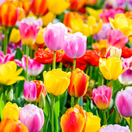 mgc24 Tulpen Triumph Mischung mehrfarbig - 200 Blumenzwiebeln | Größe ca. 10-11mm, zur Bepflanzung oder Verwilderung von Blumenbeet, Blumenkübel, Blumentopf, Vorgarten, Balkonkasten