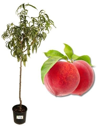 P. Piantine da Orto | Pesca Noce Platicarpa, Pianta in Vaso Diametro 22 cm, Pianta da Frutto in Vaso, Pianta Vera da Esterno, Giardino o Vaso in Terrazza, Vivaio Italiano