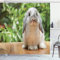 ABAKUHAUS Hase Duschvorhang, Foto von Holland Lop Rabbit, Stoffliches Gewebe Badezimmerdekorationsset mit Haken, 175 x 200 cm, Grün Kakao