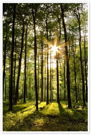 Forêt au coucher du soleil Poster de Renate Knapp 100 x 150 cm Vert Tableaux Décoration murale