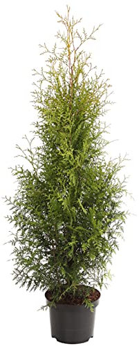 Dehner Thuja Brabant, kegelförmiger Wuchs, ca. 80-100 cm, Heckenpflanze
