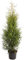 Dehner Thuja Brabant, kegelförmiger Wuchs, ca. 80-100 cm, Heckenpflanze