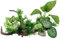 Plantas de acuario para decoración de peceras, plantas artificiales de plástico compuesto, peces dorados, paisajes acuáticos, escondites de plástico, juego de hojas de seda (juego de madera/hojas)