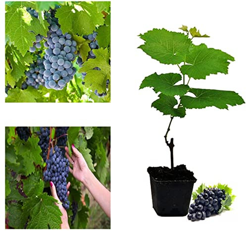 Grape Vitis Plant Pinkdose Rare ' Boskoop Glory' - Ready to Plant in 9cm Pot - for UK Climates Grape Vine (Regular Packaging)