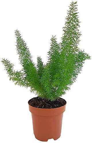 Fangblatt - Zierspargel Asparagus densiflorus 'Meyeri' - immergrüne Zimmerpflanze im Ø 12 cm Topf - Fuchsschwanzspargel