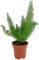 Fangblatt - Zierspargel Asparagus densiflorus 'Meyeri' - immergrüne Zimmerpflanze im Ø 12 cm Topf - Fuchsschwanzspargel
