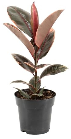 Ficus Elastica Belize - 45-55cm - Ø17cm - Zimmerpflanze - Immergrün