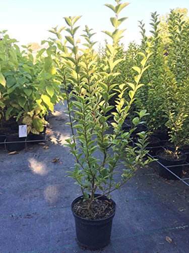 Goldliguster Aureum 60-80 cm Busch für Sonne-Halbschatten Heckenpflanze grün, gelbes Laub Gartenpflanze winterhart 1 Pflanze im Topf