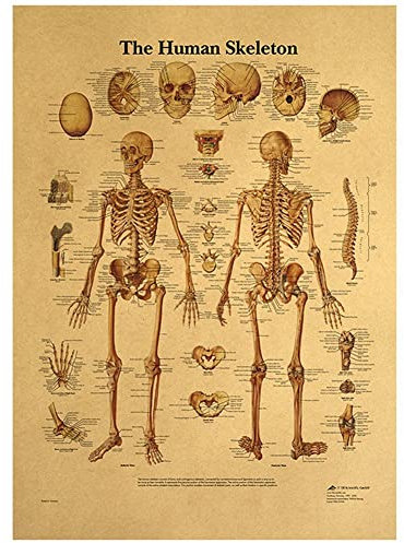 bopely Body Skeletal System Anatomisches Diagramm Menschliches Skelett Anatomie Poster Wandkunst Kraftpapier Poster Decoracion