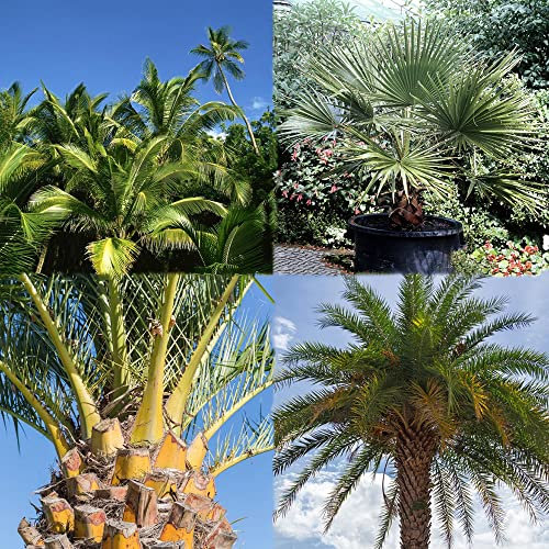 palmensamen zimmerpflanzen,hanfpalme samen palmen palme,Seltene Pflanzen serie,mix topfpflanzen draußen winterhart pflanzen für sonnige plätze fensterbank deko innen gardening 400 Stück