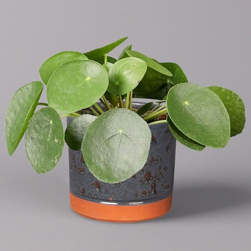 Pilea peperomioides in Keramiktopf Lauren blau, Topf-Ø 12 cm, Höhe ca. 20 cm