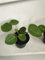 Portal Cool Pilea Peperomioides (Argent Chinois) Rare 9cm Pot Houseplant (Sent à Racines Nues)