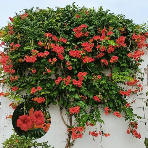 80 Pcs Trompetenblume Kletterpflanze Samen - Wildblumensamen, Hochbeet Samen, Hängepflanze (Campsis Grandiflora) Kräuterpflanzen, Blumen Für Balkon, Hängepflanzen Deko Blumen, Bonsai