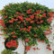 80 Pcs Trompetenblume Kletterpflanze Samen - Wildblumensamen, Hochbeet Samen, Hängepflanze (Campsis Grandiflora) Kräuterpflanzen, Blumen Für Balkon, Hängepflanzen Deko Blumen, Bonsai