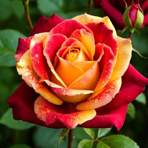 Rosas Raras: Rosales Perennes, Ideales Para Primavera Y OtoñO, Excelentes Regalos Para El JardíN, Fragantes Enredaderas De Rosales-5 Bulbo-G