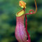Benoon 100 Stück Krug pflanzens amen, fleisch fressende Nepenthes-Samen hohe Keimung exotische frische fleisch fressende Nepenthes-Samen für den Hof Rose Red.
