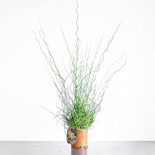 1 Spiral Grass Juncus Effusus Soft Rush Plant in 12cm Pot Evergreen Clump-Forming