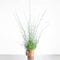 1 Spiral Grass Juncus Effusus Soft Rush Plant in 12cm Pot Evergreen Clump-Forming