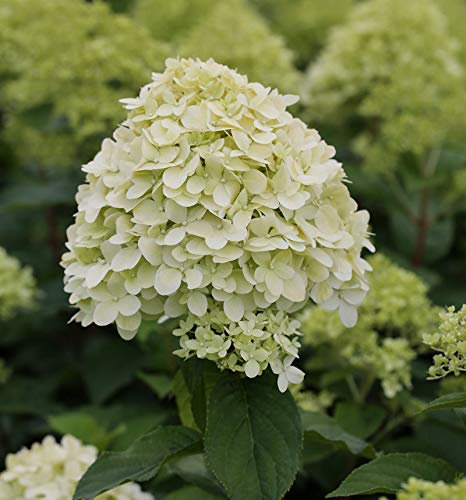 Rispenhortensie Limelight® 40-60cm - Hydrangea paniculata