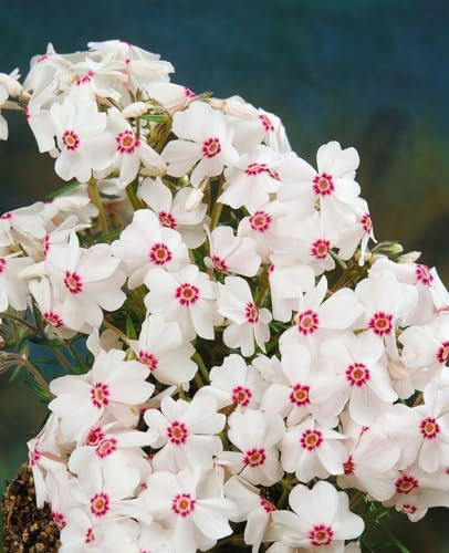 Phlox subulata 'Amazing Grace' ca. 9x9 cm Topf - Teppichphlox, weiße Blüten, Blütezeit April-Mai, ideal für Steingärten, bodendeckend, pflegeleicht