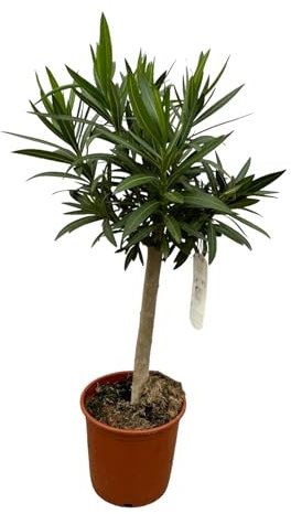 Trendyplants - Nerium Oleander auf Stiel mit rosa Blüte - Höhe 80-100 cm - Gartenpflanze - Topfgröße Ø22cm