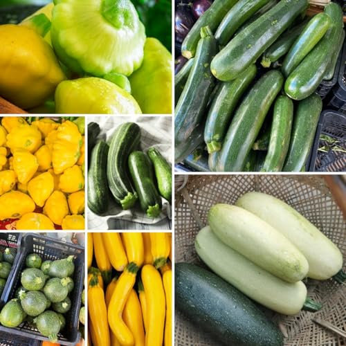 200 piezas Semillas de calabacín resistentes Plantar semillas, regalos para los amantes de la jardinería. Semillas de plantas de calabacín Semillas vegetales Semillas organicas Plantas