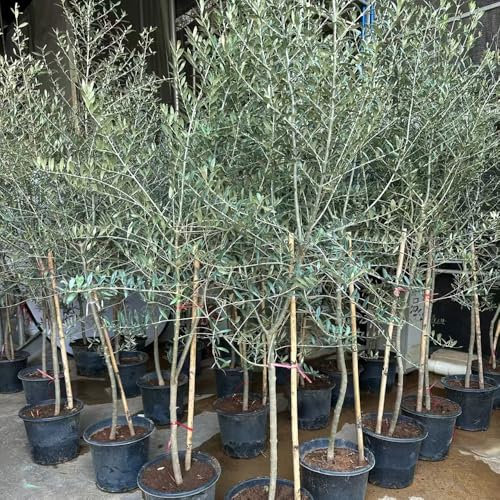 Acquista semi di ulivo piante da balcone piante perenni da giardino decorazione del balcone semi esotici d'appartamento giardino albero interno di ulivo albero melograno resistenti in 8pcs