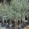 Acquista semi di ulivo piante da balcone piante perenni da giardino decorazione del balcone semi esotici d'appartamento giardino albero interno di ulivo albero melograno resistenti in 8pcs