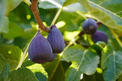 Samen der echten Feige (Ficus Carica, Feigenbaum) frische, gesunde Feigensamen, Feigenbaumsamen, Versand aus Deutschland (10)