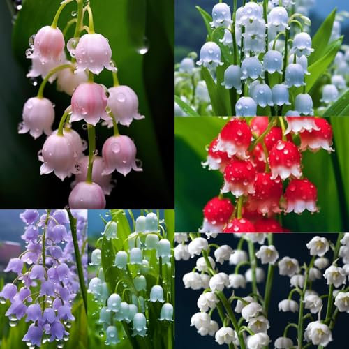 12 piezas Bulbos de lirio de los valles Plantas de cobertura del suelo de cebollas resistentes al invierno. Convallaria Majalis - Plantas resistentes para flores de jardín y balcón.
