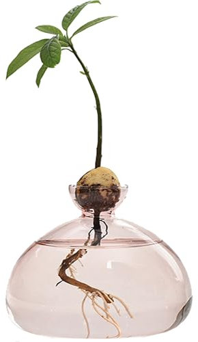 YUEMING Glas Avocado Baum Blumenvasen, Klare Avocado Baum Anbauvasen, Glas Blumenvase, Hydroponic Glasvase Fuer Blumen Deko Hochzeit Tisch Wohnzimmer Couchtisch (Rosa)