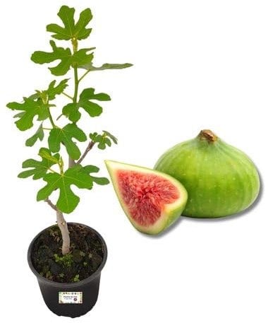 P. Piantine da Orto | Fico Brogiotto Bianco, Pianta in Vaso Diametro 22 cm, Pianta da Frutto in Vaso, Pianta Vera da Esterno, Giardino o Vaso in Terrazza, Vivaio Italiano