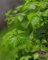 JIAOGULAN Pflanze der Unsterblichkeit 'Gynostemma Pentaphyllum' - Topf Ø 14 cm - Höhe 20/30 cm