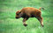 Puzzle, 1000 Teile, liebenswertes Baby-Bison-Poster, Bild, Foto, amerikanisches Holz, Plain-Dekor, Familienspaß-Puzzle, 1000 Teile, für Erwachsene, Geschenke, anspruchsvolle Puzzle-Spiele