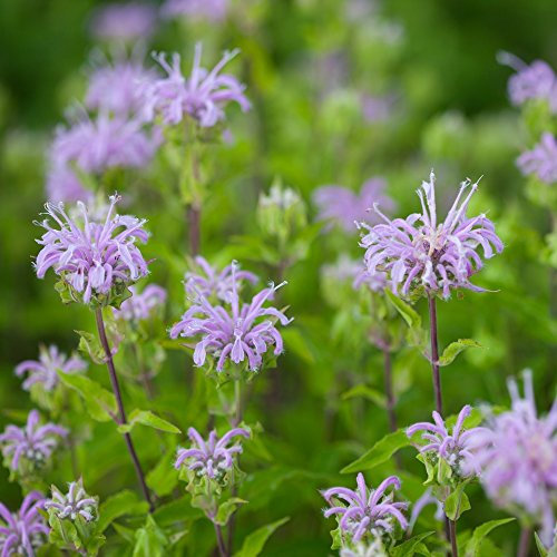 Semi di limone di Beebalm - Monarda citriodora
