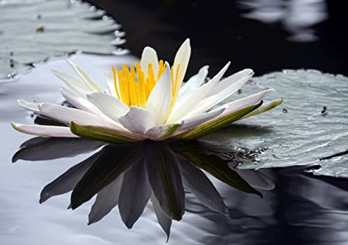 HANSEPUZZLE 103831 - Lotus Puzzle 130 Teile | Natur Puzzle mit hochwertiger Puzzle Aufbewahrung: Kartonbox und wiederverschließbarem Beutel | Puzzle-Maße: 28,7 x 20 cm
