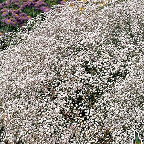 Schleierkraut (Gypsophyla paniculata) - 1 Pflanze